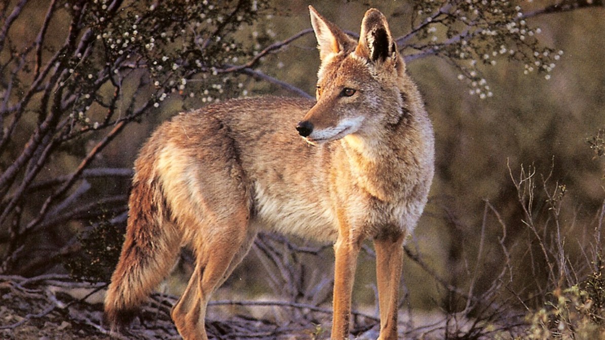 A coyote in Southern California