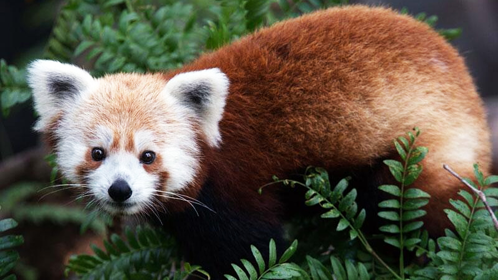 filephoto red panda rusty