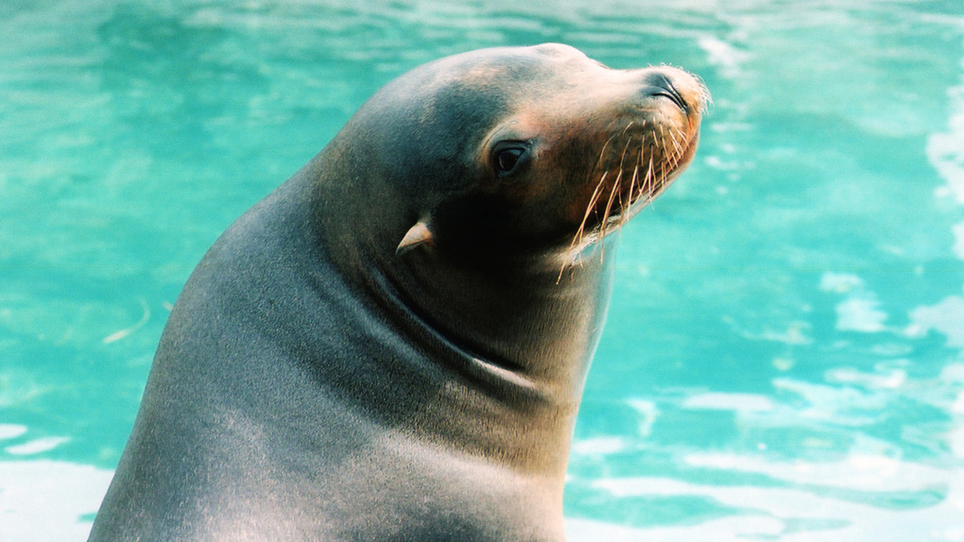 filephoto Sea Lion