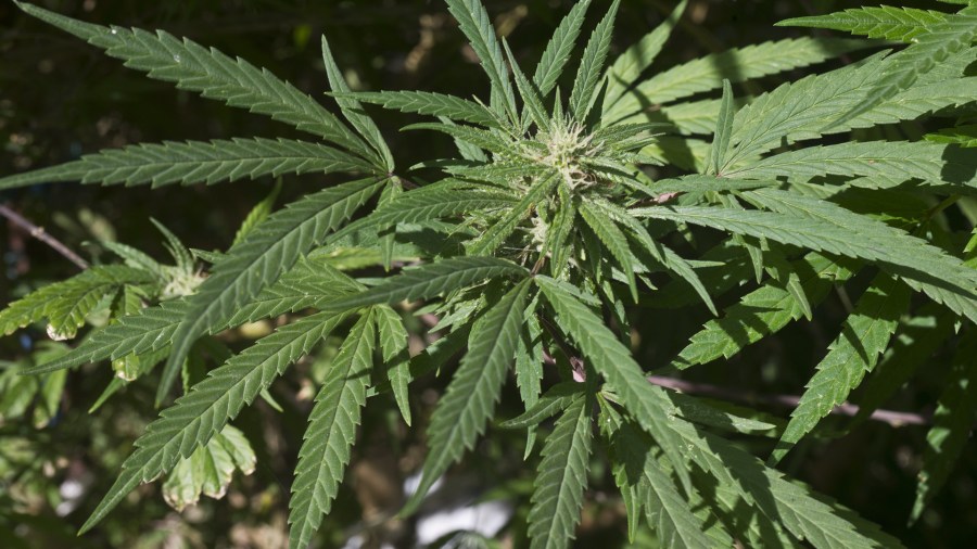 File photo of a cannabis plant. (Credit: PABLO PORCIUNCULA/AFP/Getty Images)