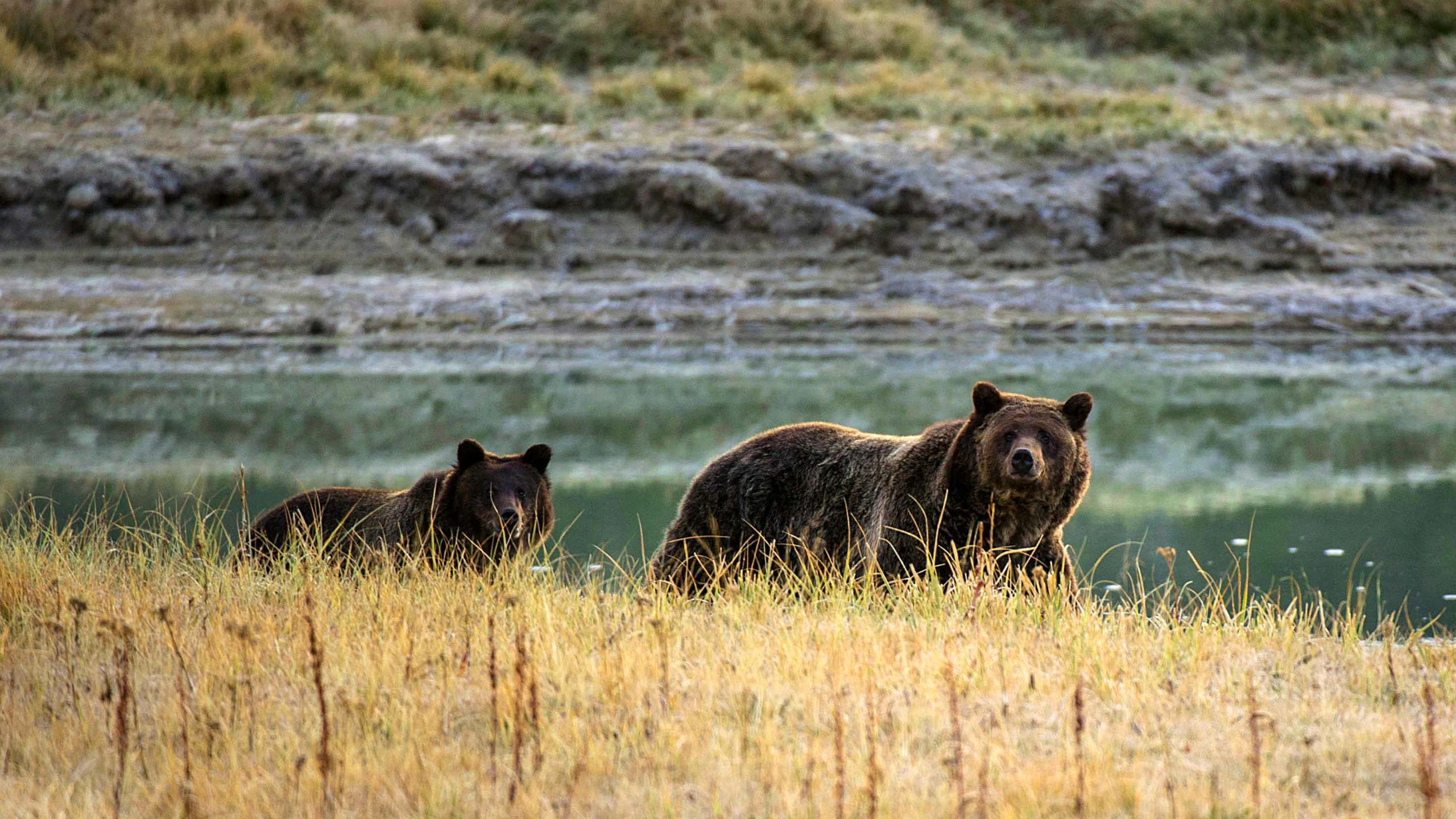 A grizzly bear mother and her cub walk near Pelican Creek on Oct. 8, 2012, in the Yellowstone National Park. (Credit: KAREN BLEIER/AFP/GettyImage)