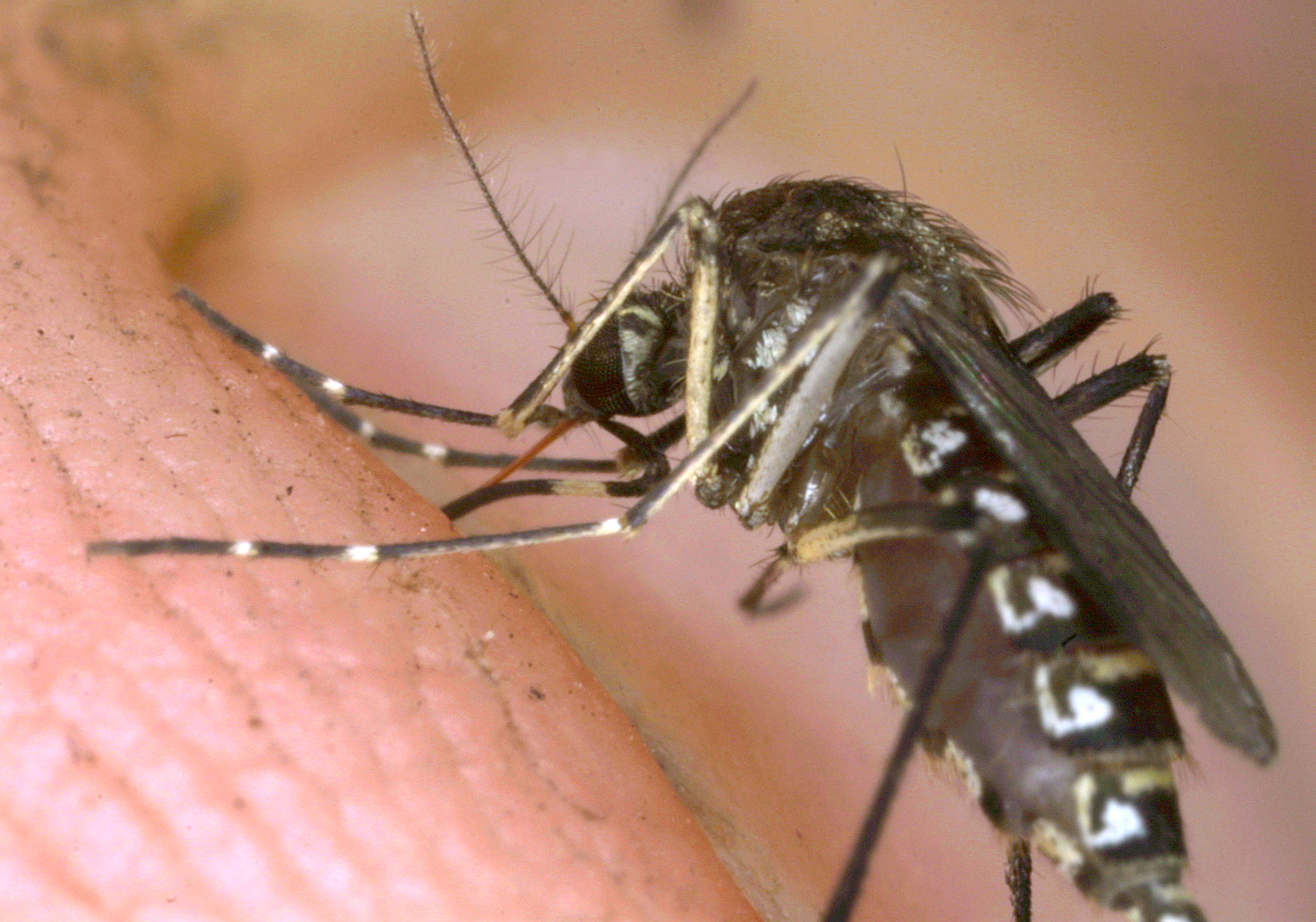 A female mosquito begins to bite a photographer's hand. (Credit: Tom Ervin/Getty Images)