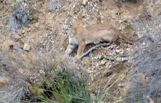 Mountain lion P-23 is seen on a hillside in the Santa Monica Mountains in a photo provided by the National Park Service.