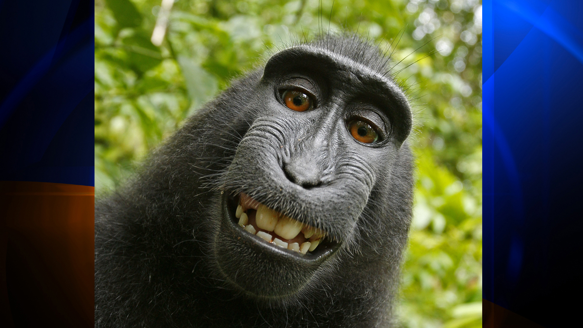 The photographer behind the famous monkey selfie picture is threatening to take legal action against Wikimedia after they refused to remove his picture because 'the monkey took it'. (Credit: Caters News Agency via CNN Wire)