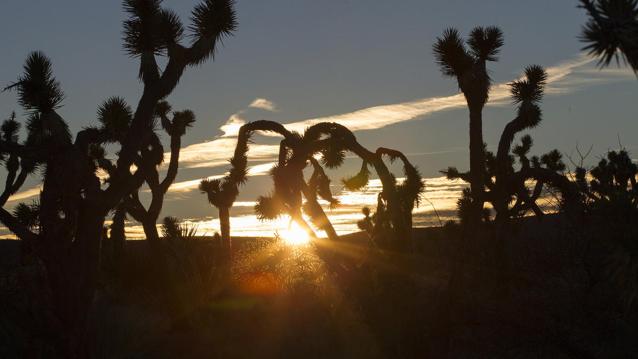 Joshua trees are silhouetted against the setting sun in the Mojave Desert in this undated photo. (Credit: Gina Ferazzi / Los Angeles Times)