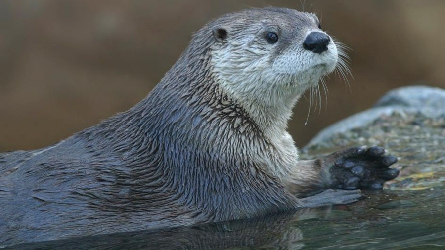 An unidentified North American river otter is seen in a file photo from the Calgary Zoo's Facebook page.