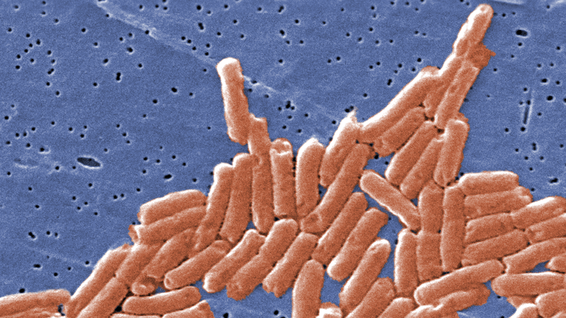 This colorized scanning electron micrograph depicts a colony of rod-shaped salmonella bacteria. (Credit: CDC)