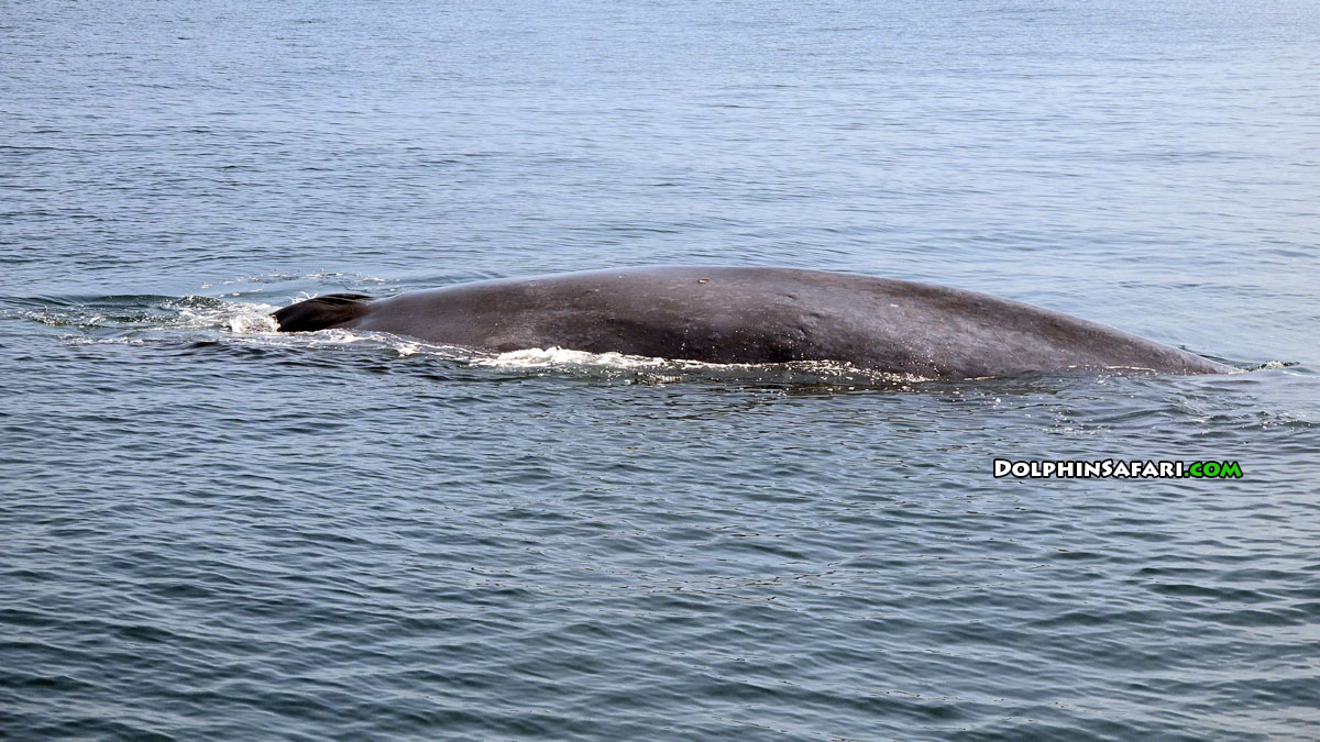 A blue whale is shown, apparently entangled in some kind of fishing line, off the coast of Dana Point on June 27, 2016. (Credit: Capt. Dave's Dolphin & Whale Safari)