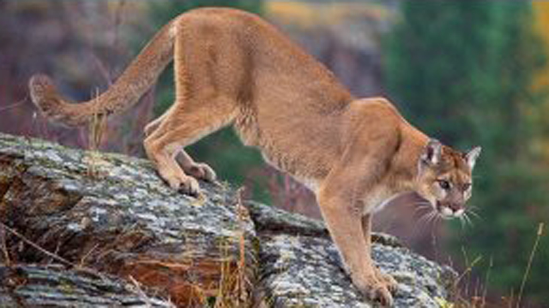 A mountain lion is seen in a file photo. (Credit: CNN)