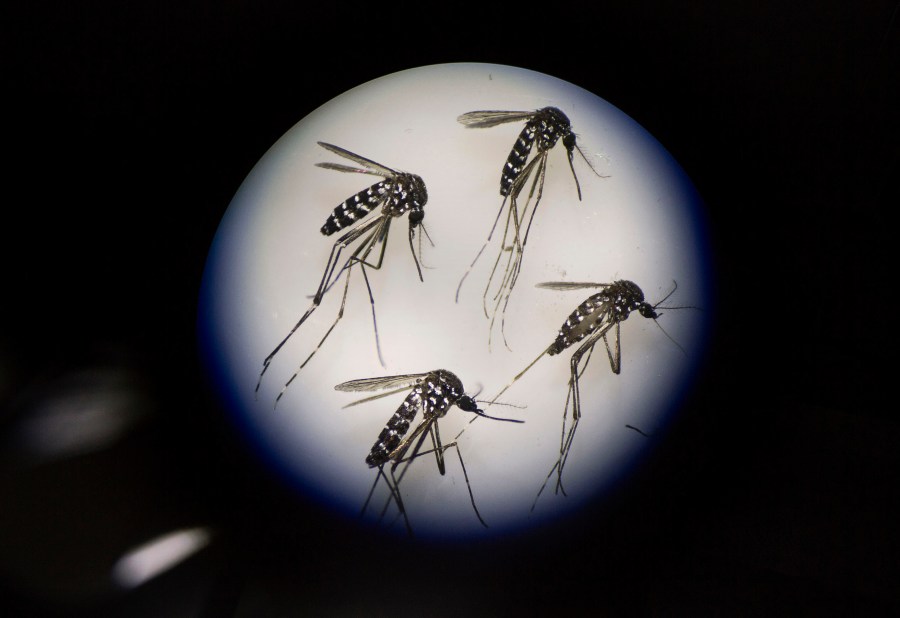 Adult female mosquitoes to be used in Zika virus research are seen under a microscope at the Sun Yat-Sen University-Michigan University Joint Center of Vector Control for Tropical Disease on June 21, 2016, in Guangzhou, China. (Credit: Kevin Frayer/Getty Images)