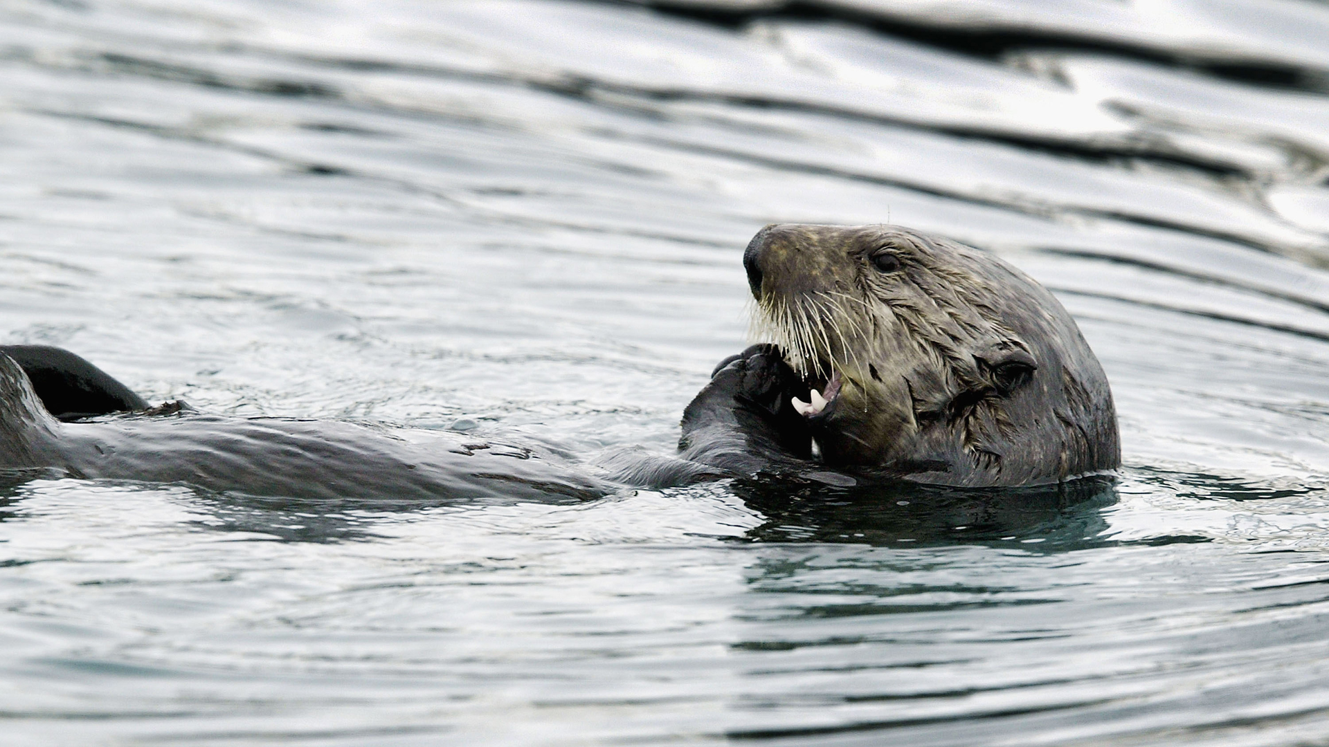 A sea otter is seen in a file photo. (Credit: David McNew/Getty Images)