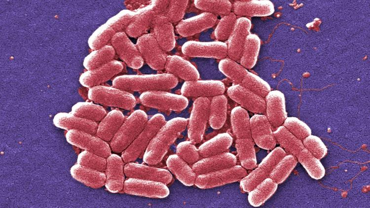 An increasing number of E. coli bacteria, shown here, are resistant to colistin, an antibiotic of last resort. (Credit: Janice Carr / Associated Press)