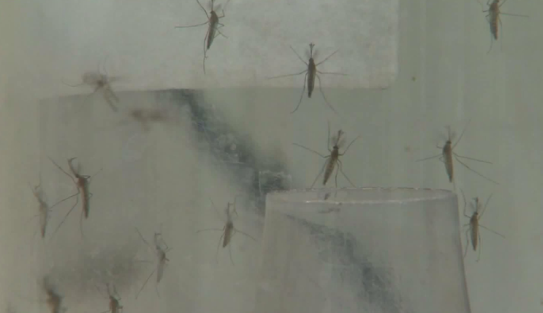 Mosquitos are seen in a vector lab on March 13, 2017. (Credit: KTLA)