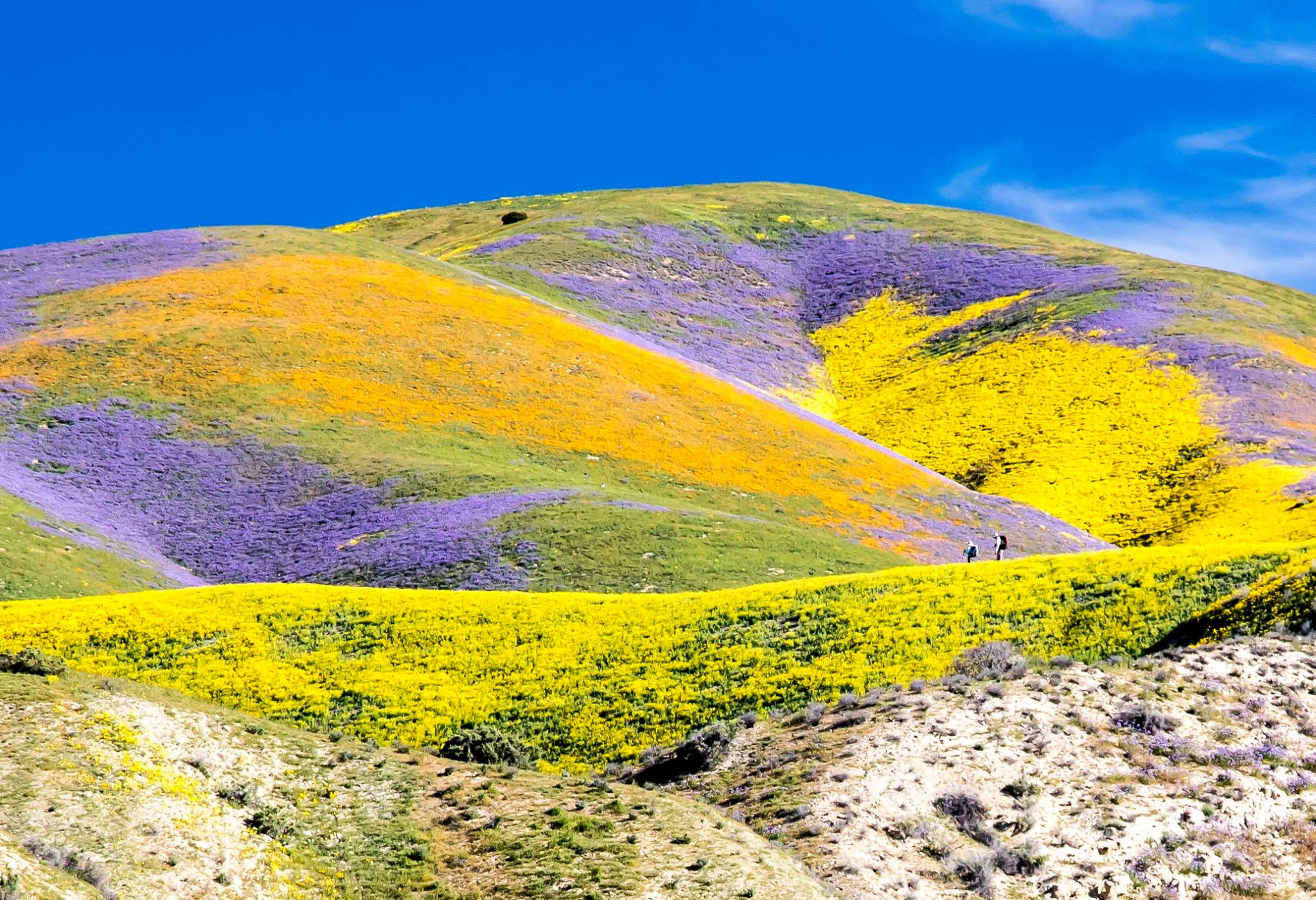 A "super bloom" of wildflowers is show in Carrizo Plain National Monument in April 2017. (Credit: Bob Wick / Bureau of Land Management)