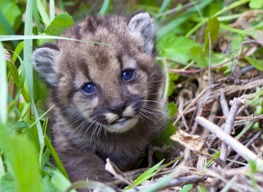 P-54 is seen in as a kitten in a photo posted to the Instagram account of the Santa Monica Mountains National Park Services in 2017. 