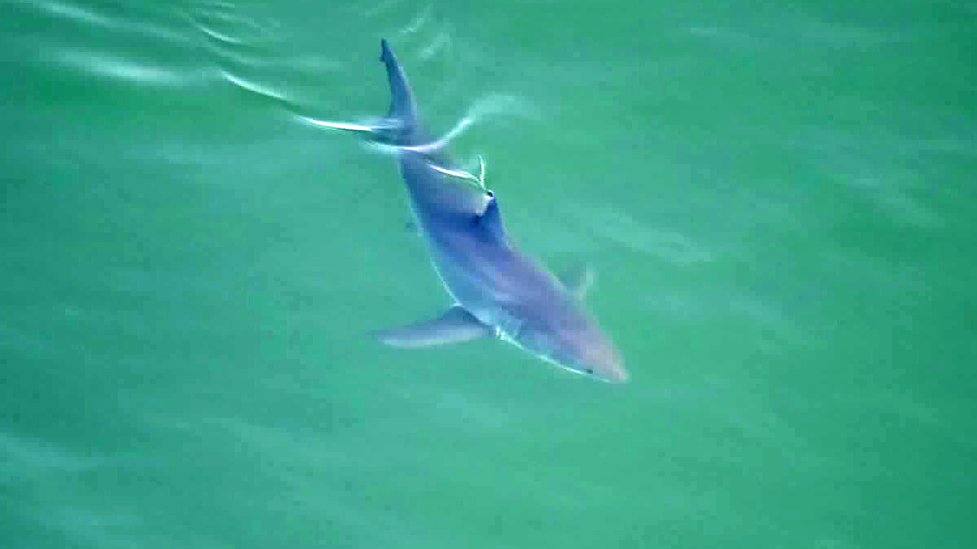 A shark is seen off the coast of Southern California on May 11, 2017. (Credit: KTLA)