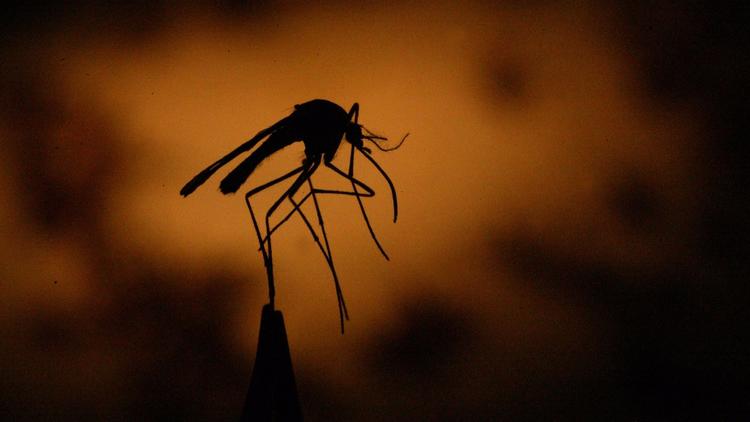 Culex mosquitoes, which most Californians are familiar with, spread West Nile virus. (Credit: Bob Chamberlin / Los Angeles Times)