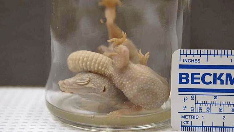 A Fountain Valley man is suing Heineken and The Kroger Co., saying he found these two dead leopard geckos in his beer. (Courtesy of DiMarco Araujo Montevideo)