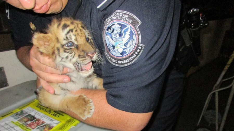 A tiger cub is seen in photos released by U.S. Customs and Border Protection on Aug. 24, 2017.