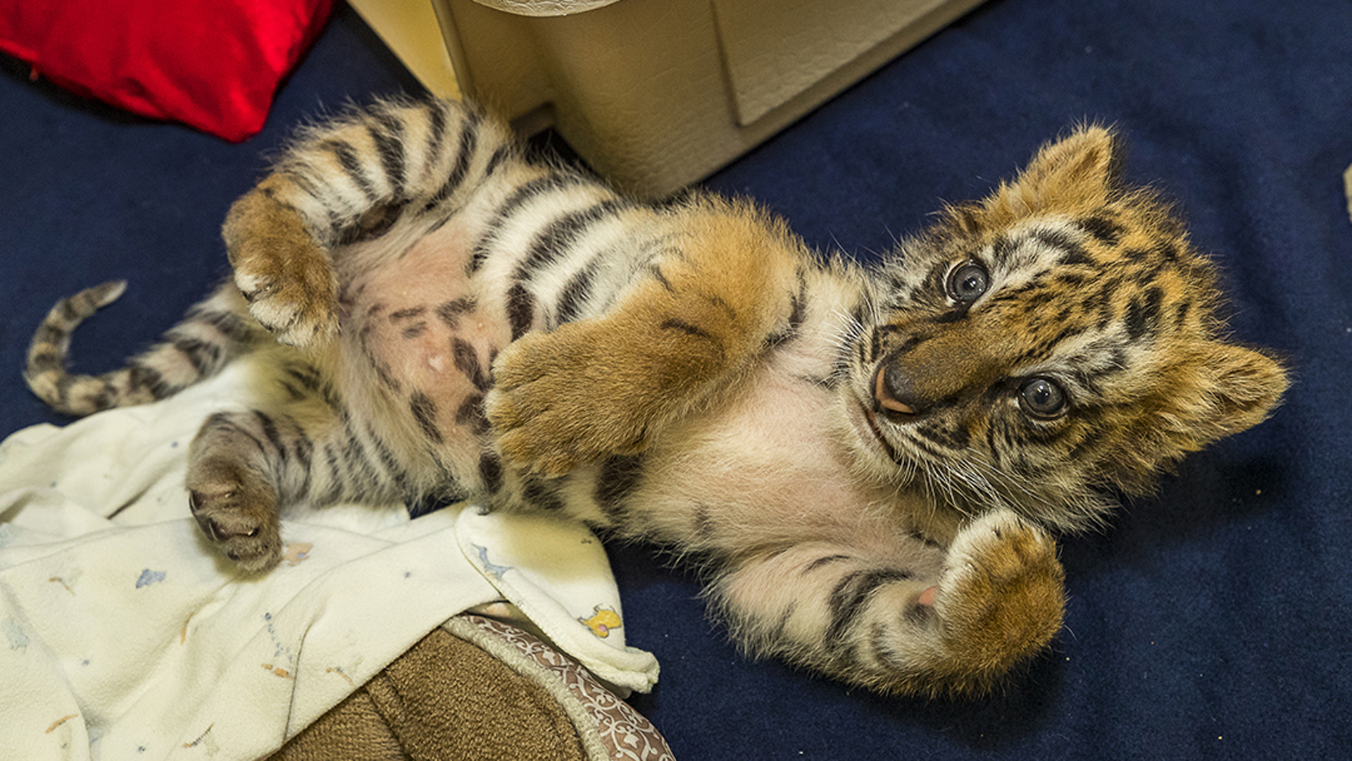 A tiger cub that was rescued at the U.S.-Mexico border was doing well on Aug. 25, 2017, according to the San Diego Zoo Safari Park, which released this photo of the weeks-old animal.