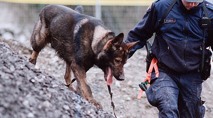 A Royal Canadian Mounted Police dog searches for evidence in the disappearance of some of 50 missing women, Feb. 9, 2002 in Port Coquitlam, British Columbia. (Credit: Don MacKinnon / Getty Images)