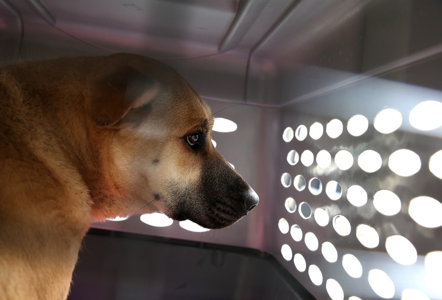 A dog rescued from a South Korean dog meat farm sits in a crate at the San Francisco the San Francisco Society for the Prevention of Cruelty (SPCA) shelter on March 20, 2015. (Credit: Justin Sullivan / Getty Images)