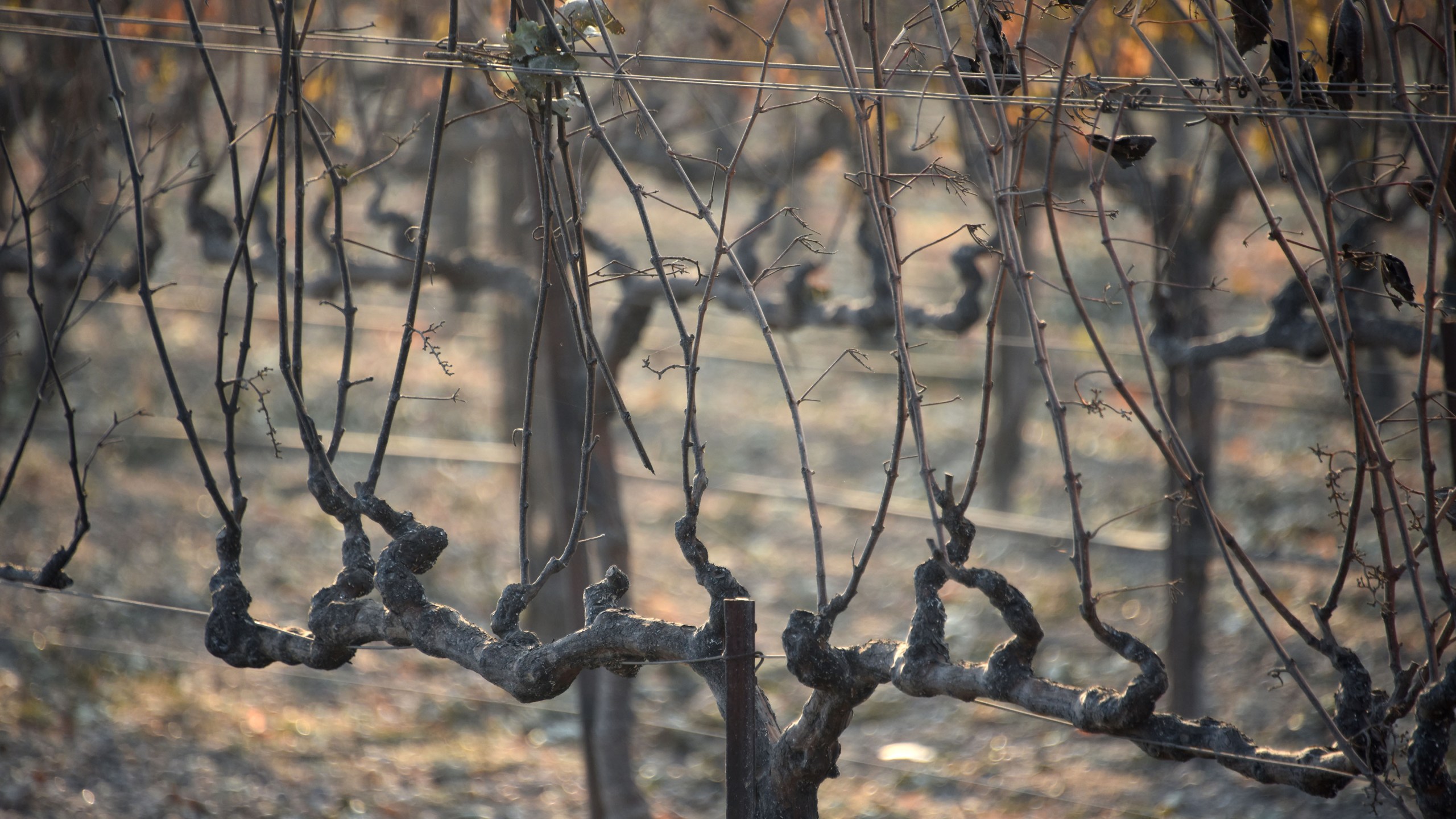 Grape vines damaged by heat from wildfires are seen at a vineyard in Santa Rosa, California, on October 11, 2017. (Credit: ROBYN BECK/AFP/Getty Images)