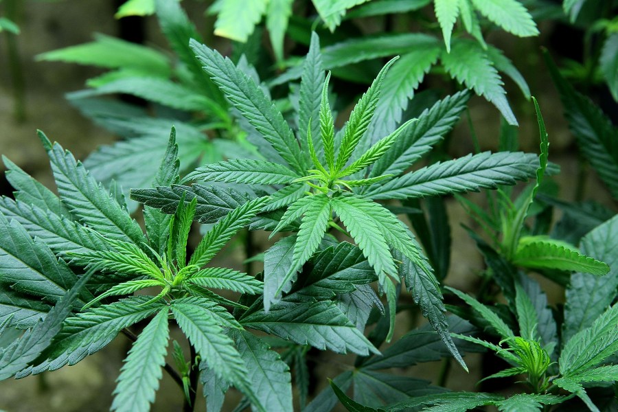 A marijuana plant is seen in this file photo. (Credit: Justin Sullivan/Getty Images)