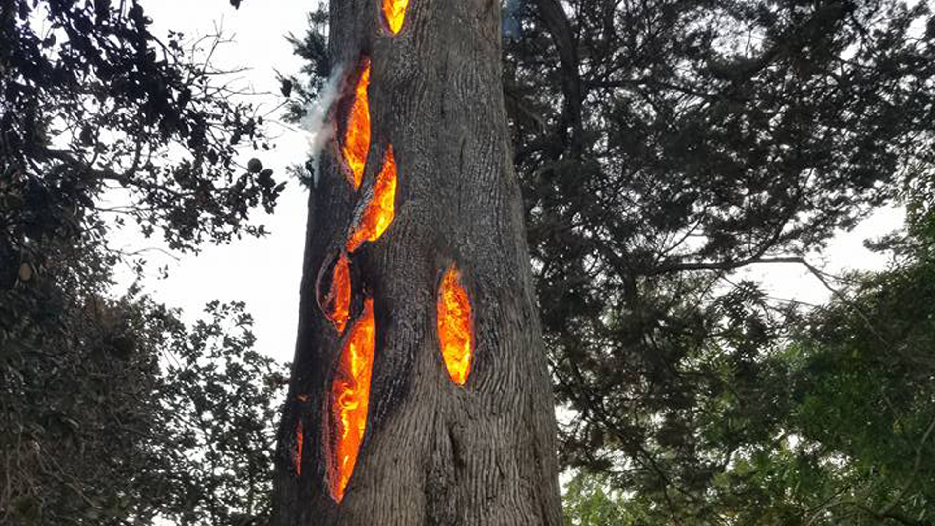 Matthew McDermott posted this photo of tree burning near Sonoma on Oct. 9, 2017.