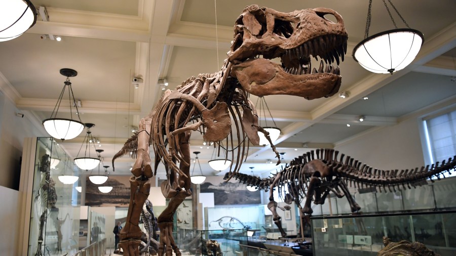 A photo taken on Sept. 18, 2017 shows the skeleton of a dinosaur on display at the Dinosaur Hall of the American Museum of Natural History in New York City. (Credit: ANGELA WEISS/AFP/Getty Images)