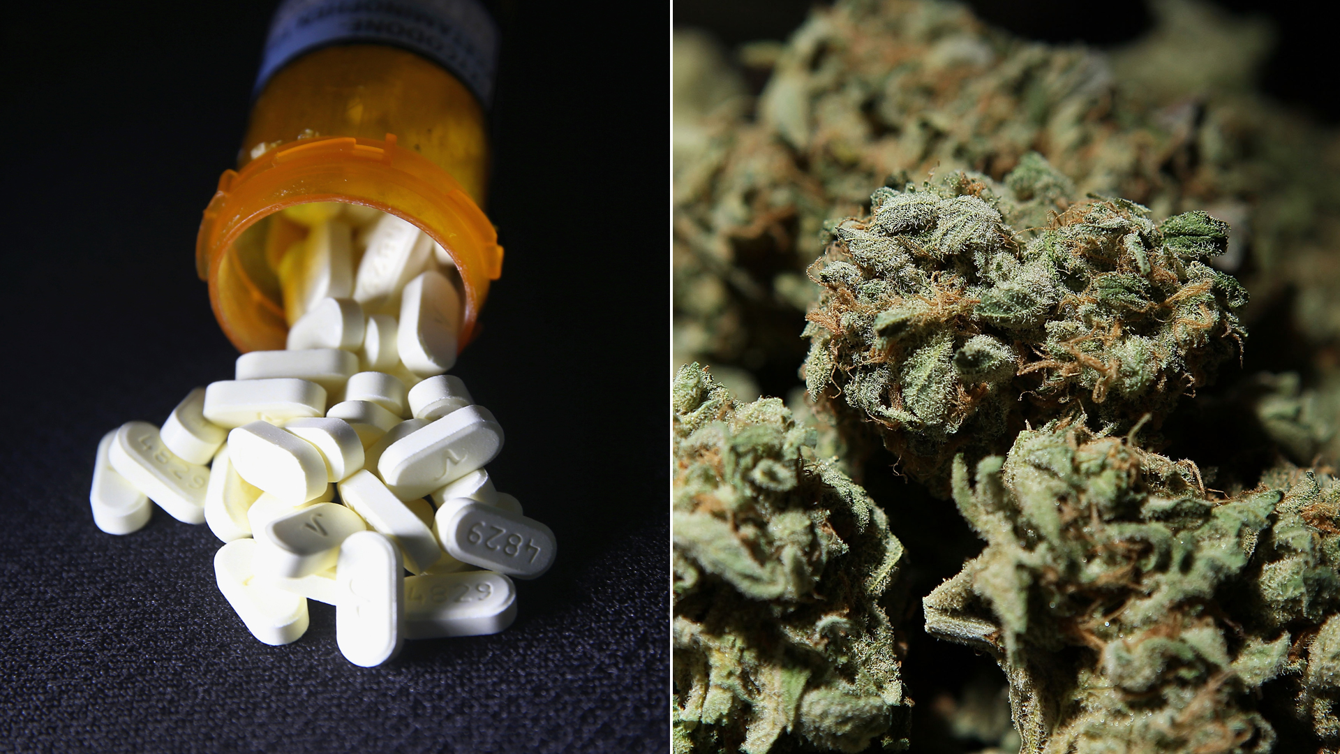 At right, Oxycodone pain pills prescribed for a patient with chronic pain lie on display in March 2016; left, a bowl of medicinal marijuana is displayed at The International Cannabis and Hemp Expo April in Daly City, April 2010. (Credit: John Moore, right / Justin Sullivan, left / Getty Images)