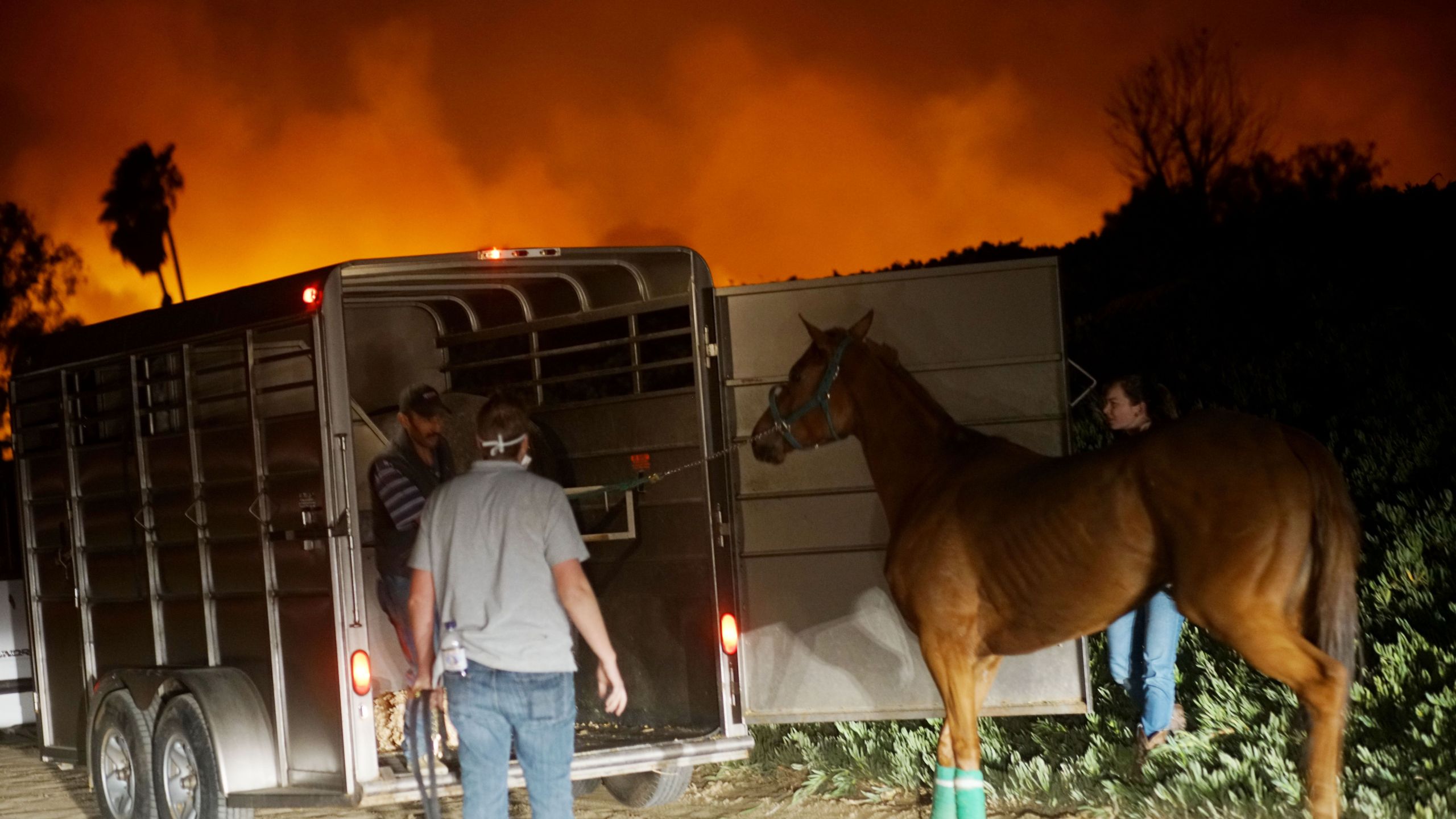 Volunteers rescue horses at a stable during the Lilac Fire in Bonsall on Dec. 7, 2017. (Credit: AFP PHOTO / Sandy Huffaker)