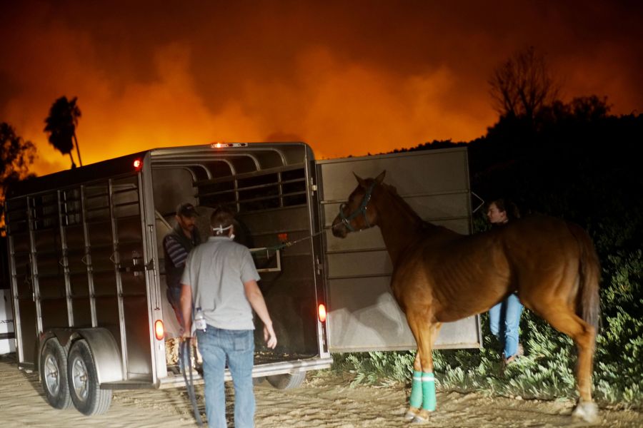 Volunteers rescue horses at a stable during the Lilac Fire in Bonsall on Dec. 7, 2017. (Credit: AFP PHOTO / Sandy Huffaker)