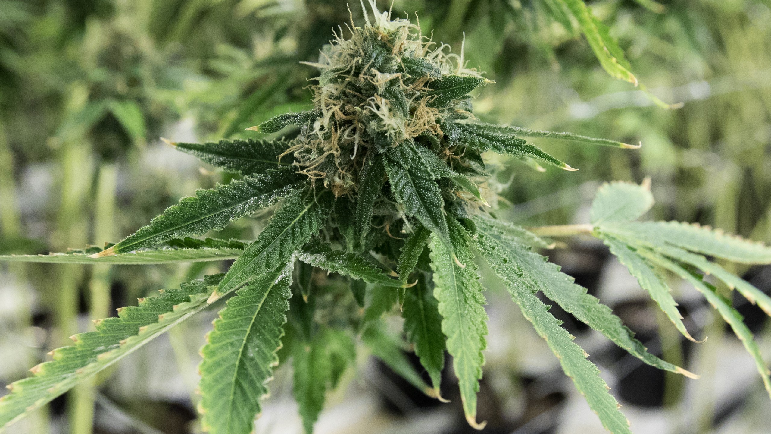 A medicinal marijuana bud is seen inside a flowering room of a cannabis production facility in Ontario, Canada, on Dec. 5, 2016. (Credit: Lars Hagberg / AFP / Getty Images)