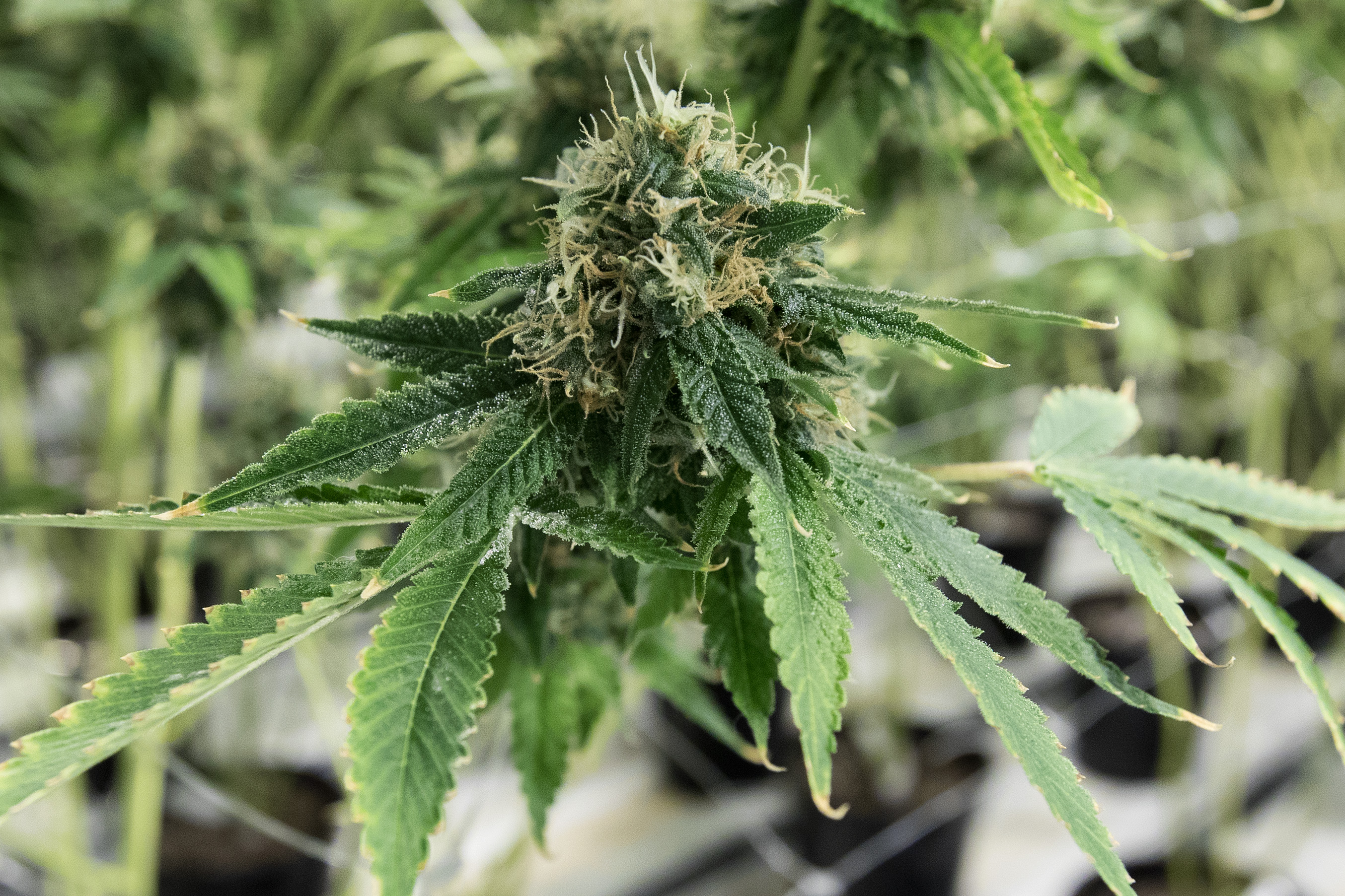 A medicinal marijuana bud is seen inside a flowering room of a cannabis production facility in Ontario, Canada, on Dec. 5, 2016. (Credit: Lars Hagberg / AFP / Getty Images)