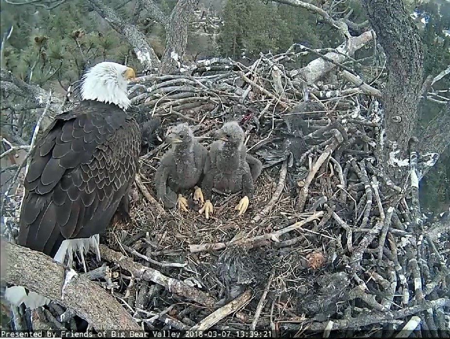 A bald eagle and two recently hatched chicks are shown in a photo provided by the San Bernardino National Forest on March 10, 2018.