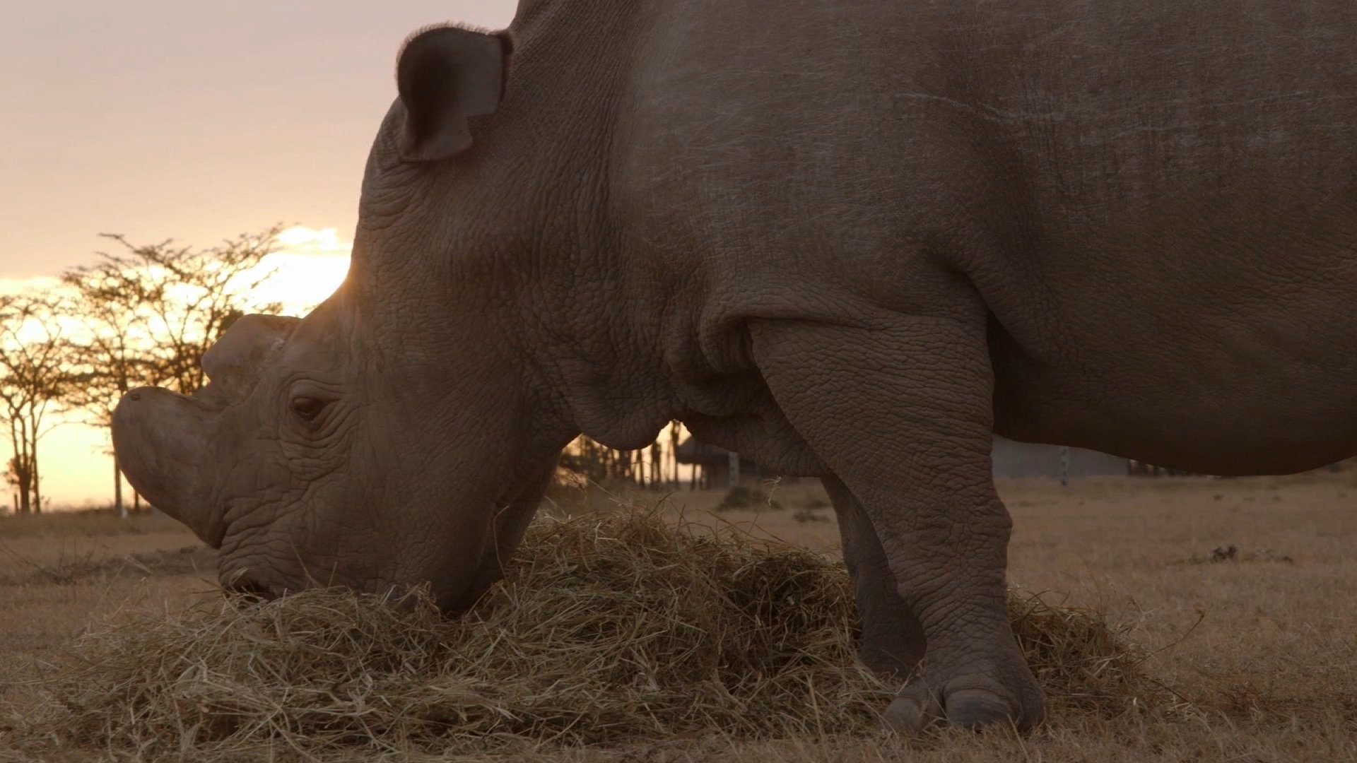 The world's last male northern white rhino has died, leaving only two females left to save the subspecies from extinction. (Credit: San Diego Zoo via CNN)