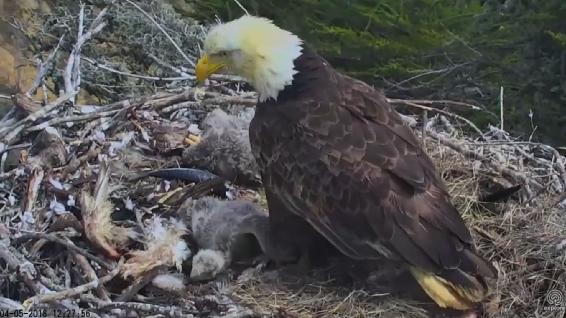 A Channel Islands National Park webcam captured a bald eagle nest during an earthquake on April 5, 2018.