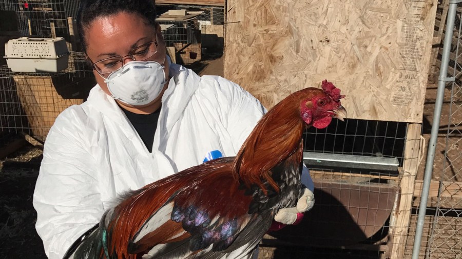 A woman holds a rooster in Lancaster, where the Los Angeles County Sheriff's Department said more than 1,000 birds were seized on April 9, 2018 during an animal cruelty investigation.