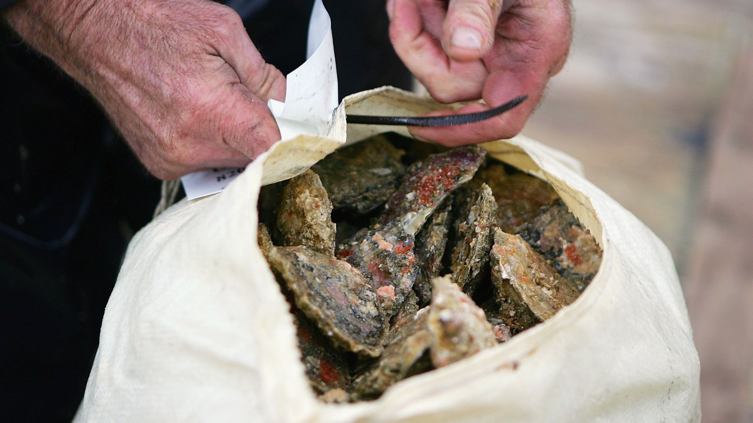 An oyster sack is seen in this file photo. (Credit: Ross Land/Getty Images)