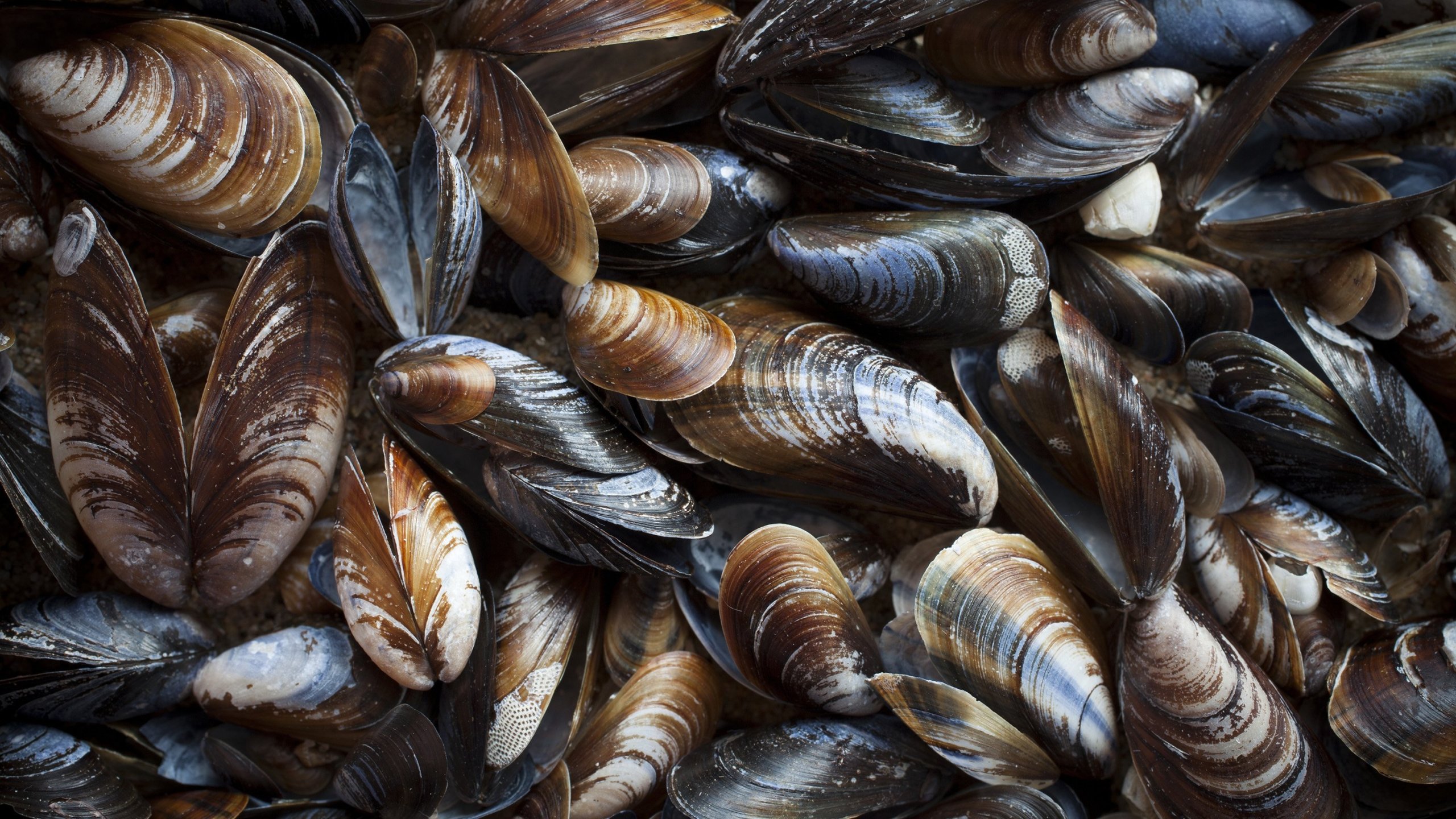 Mussels are displayed in an undated photo. (Credit: Shutterstock/Ingrid Maasik)