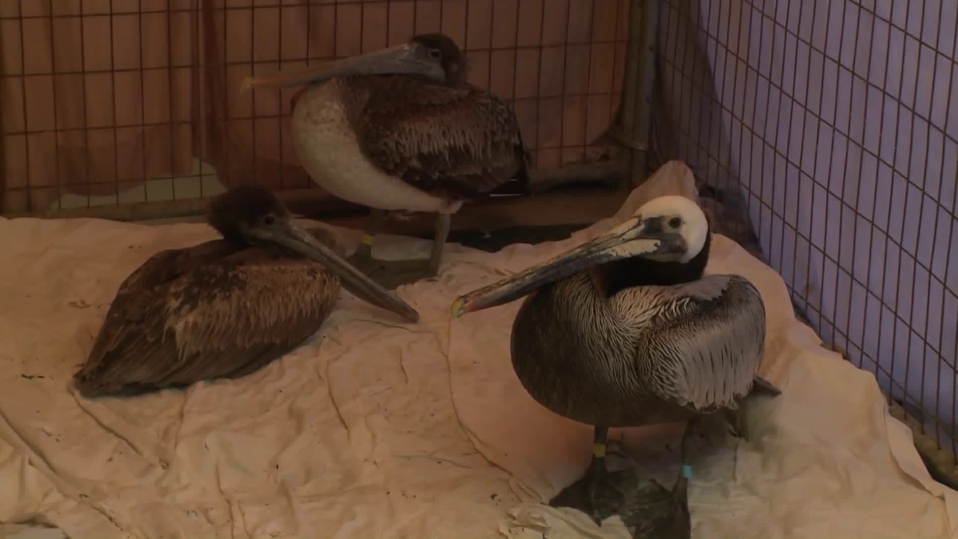 Three thin pelicans are shown in a cage at the Wetlands and Wildlife Care Center in Huntington Beach on May 4, 2018. (Credit: KTLA)