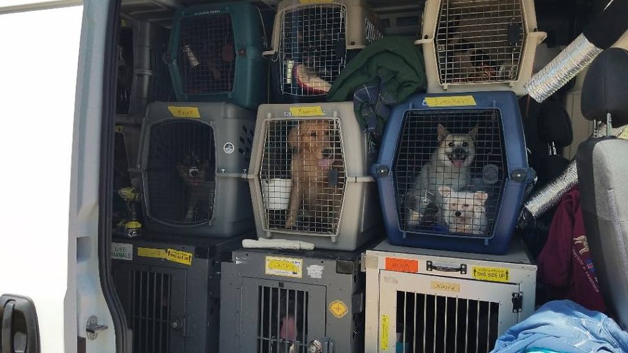 Show dogs sit inside their cages after being found inside a van on June 7, 2018. (Credit: Redding Police Department)