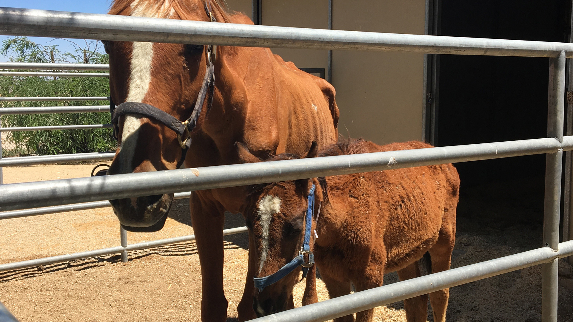 The Los Angeles County Department of Animal Care and Control provided this image of horses rescued in Lancaster on June 20, 2018.