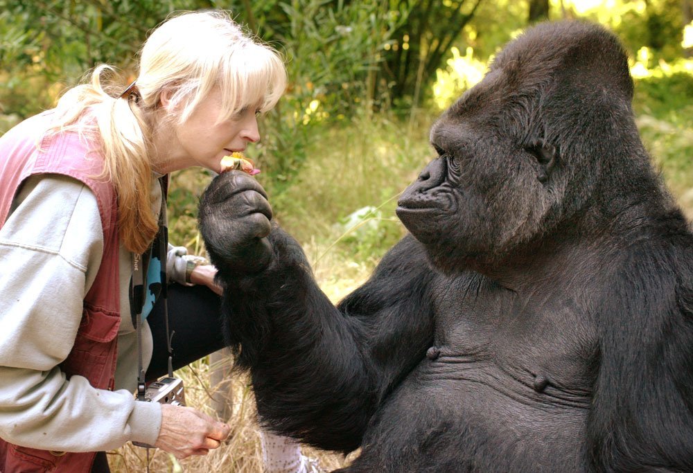 Koko, the gorilla who mastered sign language and showed the world what great apes can do, has died at age 46. He is shown in this undated photo with a handler. (Credit: The Gorilla Foundation)