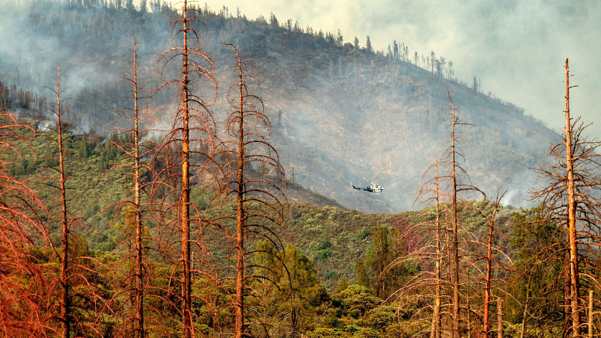 Dead trees line a clearing as a helicopter battling the Ferguson Fire passes in the Stanislaus National Forest on July 22, 2018. (Credit: Noah Berger / AFP / Getty Images)