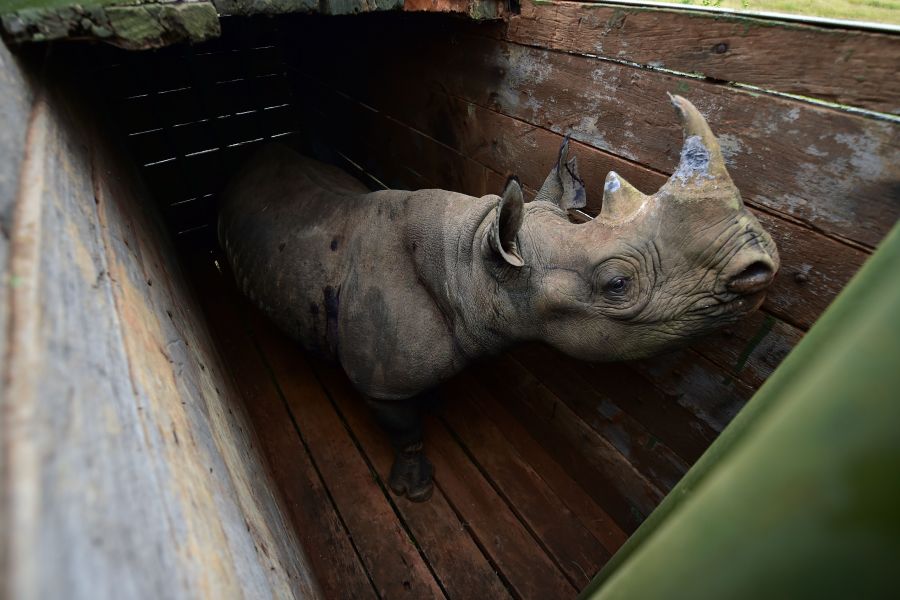 A female black rhinoceros about to the translocated, stands in a transport crate, in Nairobi National Park, on June 26, 2018. (Credit: TONY KARUMBA/AFP/Getty Images)