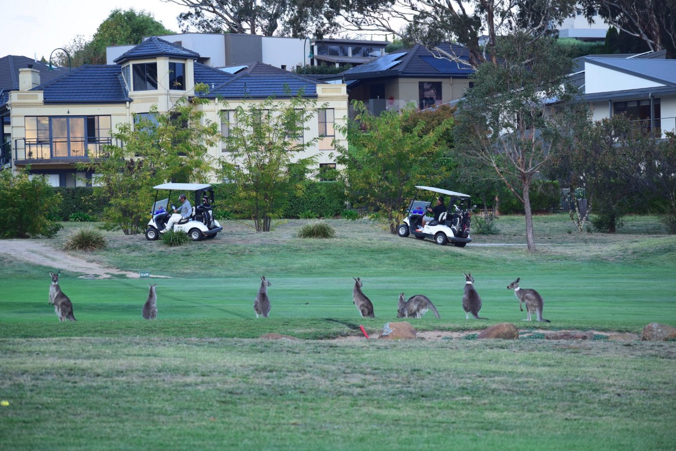 Mobs of kangaroos have been raiding patches of grass in the Australian capital Canberra, driven to the city's sports fields, back yards and roadsides by food scarcity. (Credit: Twitter/@goldcreekcc)