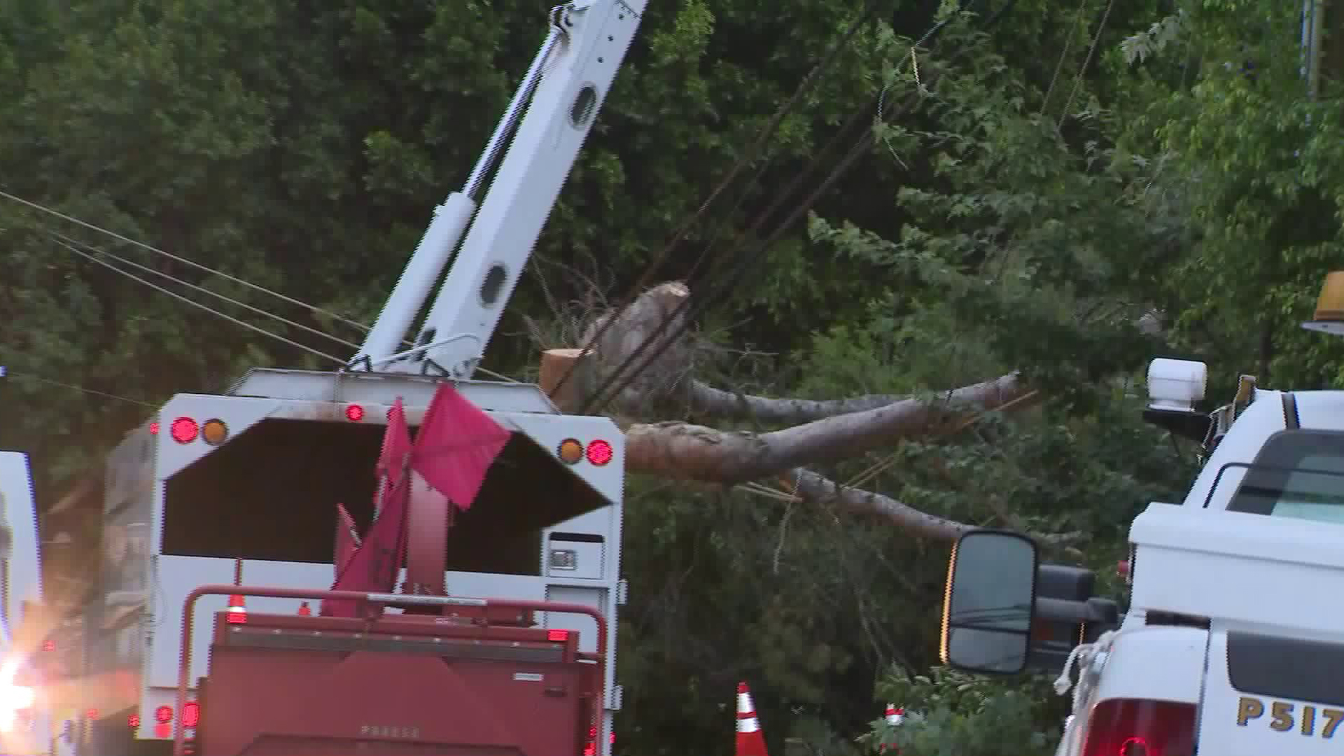 A tree rests on top of power lines in Bel Air on July 1, 2018. (Credit: KTLA)