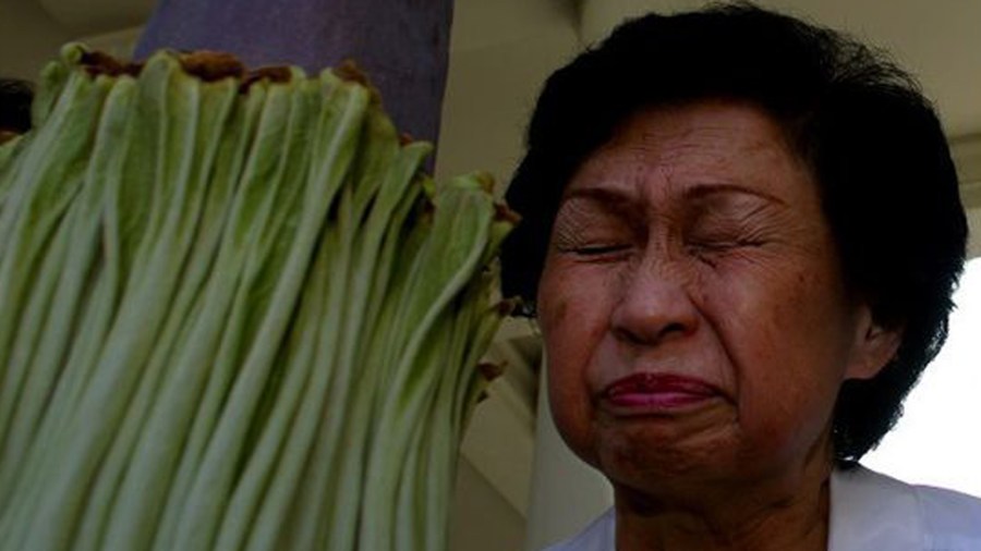 Connie Louie smells the Amorphophallus titanum — "corpse flower" — at the Huntington Library gardens in August 2002. (Credit: Francine Orr / Los Angeles Times)